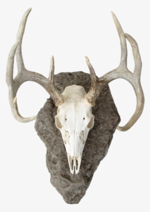 Deer Skull Png - Mounted Deer Head Png