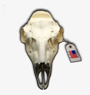 Mule Deer European Replica Skull Mount ” With Notched - Replica European Camo Deer Skull