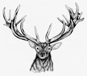 Deer Head - Illustrated Elk Head