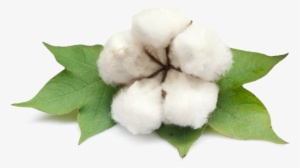 Cotton Png Photo - Gossypium Barbadense