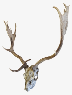 English Fallow Deer Skull Chairish - Drawing
