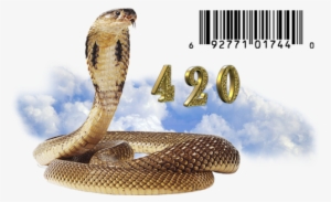 Nafubi - Snake Transparent Png Kobra