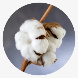 Cotton Png - Fleur De Coton Png