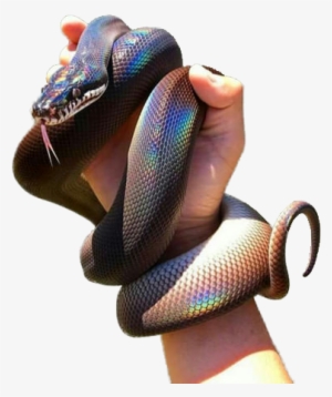 come on, you guys had to know this was coming - formosan odd scaled snake