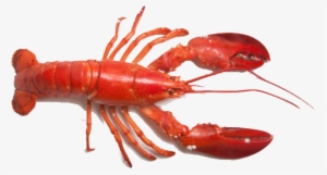 Lobster Transparent Png Png Freeuse Stock - Lobster Png