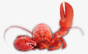 Lobster Claw Png - Lobster Png