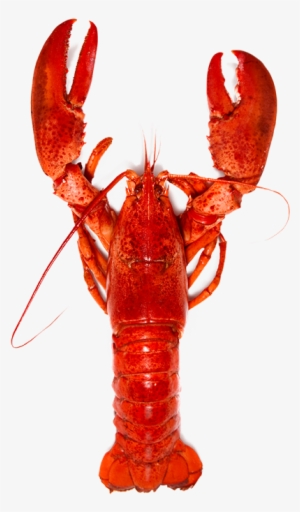 Png Lobster Image Library - Lobsters By Lucy Ivison