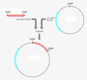The Vector Already Contains A Selectable Marker Gene - Insert Dna Fragment Into Plasmid