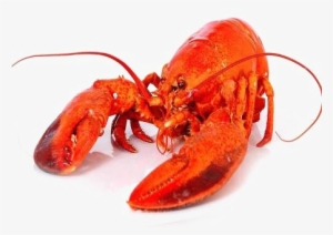 Lobster Png Background Image - Lobster Transparent