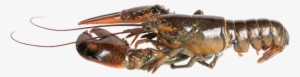 Live Lobster Png - Lobster