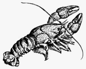 Animal, Crayfish, Crustacean, Freshwater - Crayfish Clipart