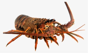 Spiny Lobster - California Spiny Lobster Png