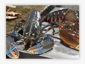 European Clawed Lobster - American Lobster
