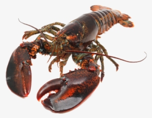 Live Canadian Hard Shell - American Lobster