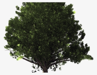 Tree Transparent Background - รูป พื้น หลัง ต้นไม้