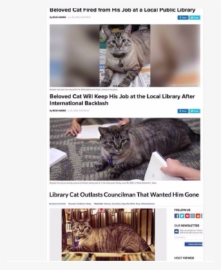 Cat Gets Fired, Hired And Outlasts Hater - Cat Fired From Library