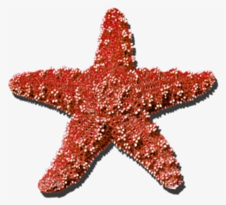 #star #seastar #summer #red #sticker #freetoedit