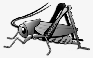Cricket - Clip Art Cricket Bug Transparent PNG - 869x434 - Free Download on  NicePNG
