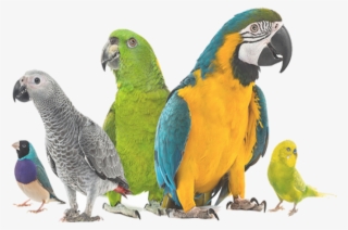 Mypassion - Pets Birds