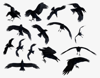 Flock Of Ravens Png
