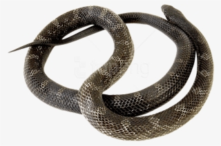 Download Snake Png Images Background - Common Kingsnake