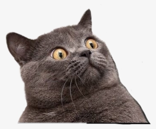Funny Cat Clipart With A Transparent Background Png - Cat Scared Face Meme