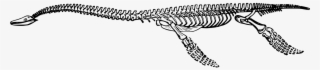 bones dinosaur extinct fossil png image - โครง กระดูก ไดโนเสาร์ png