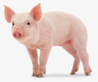 Cute Pig Png - Imagenes De Un Cerdo