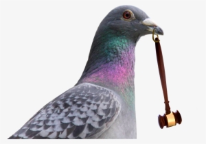 Subasta De Palomas - Pigeons And Doves