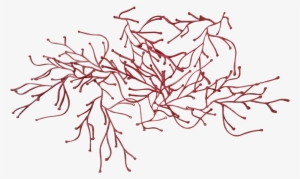 Graphic Library Reef Drawing Red Algae - Vitra Algue Png