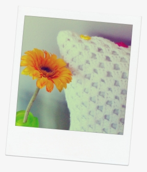 Cushion And Flower - Gerbera