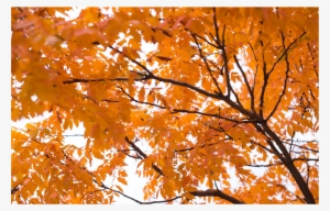 50008 Fall Tree - Autumn