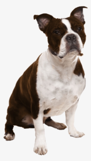 Boston Terrier Brownie Nail Art Decals - Boston Terrier