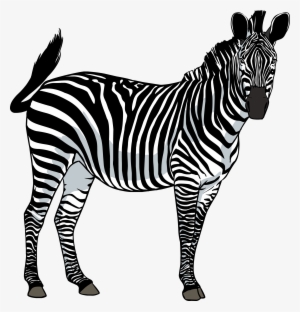 Zebra Png Image - Зебра Пнг