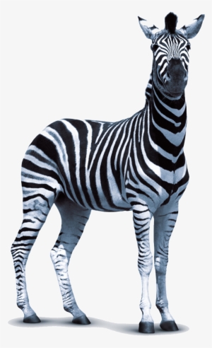 Zebra Png Transparent Photo - Zebra Png