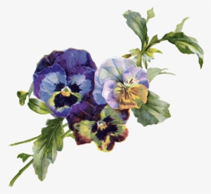 Pansy Bouquet Free Png Image - Antique Fashion Poster Print By Aimee Stewart