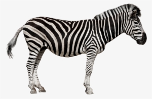 Zebra Png Free Download - Zebra Pictures Of Wild Animals