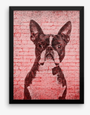 Boston Terrier On Wall Framed Poster - Boston Terrier