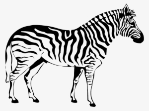 Zebra Png Image - Coloring Pages Of Zebra