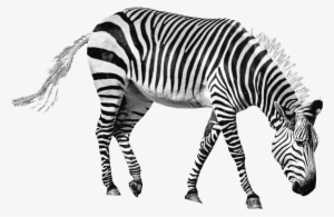 Zebra Png