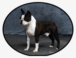 We Held Jagger Back To Mature Until He Was 14 Months - Boston Terrier