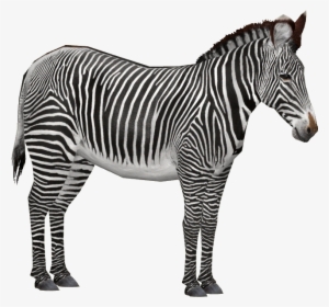 Grévy's Zebra 3 - Grévy's Zebra Png