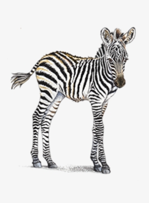 Home Header Petaluma Orthodontics - Baby Zebra Transparent