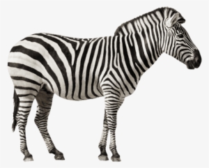 Free Png Zebra Free Desktop Png Images Transparent - Zebra Immagini