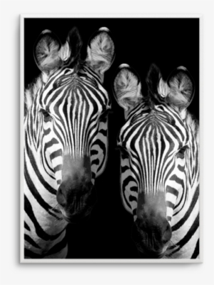Zebra De Nuit - Zebras In The Dark