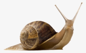 Animals - Snails - Snail Png