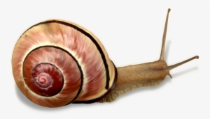 This Product Design Is Animal Snail Transparent About - Snail
