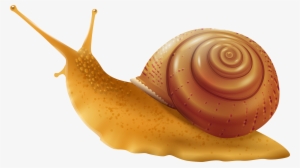 Snail Png Clip Art - Snail Png