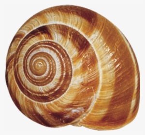 Snail Shells - Google Search - Roland Extra Large Snails 28 Oz (case
