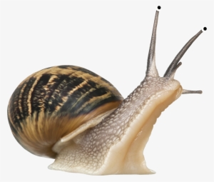Snails Icon Web Icons - Snail Png